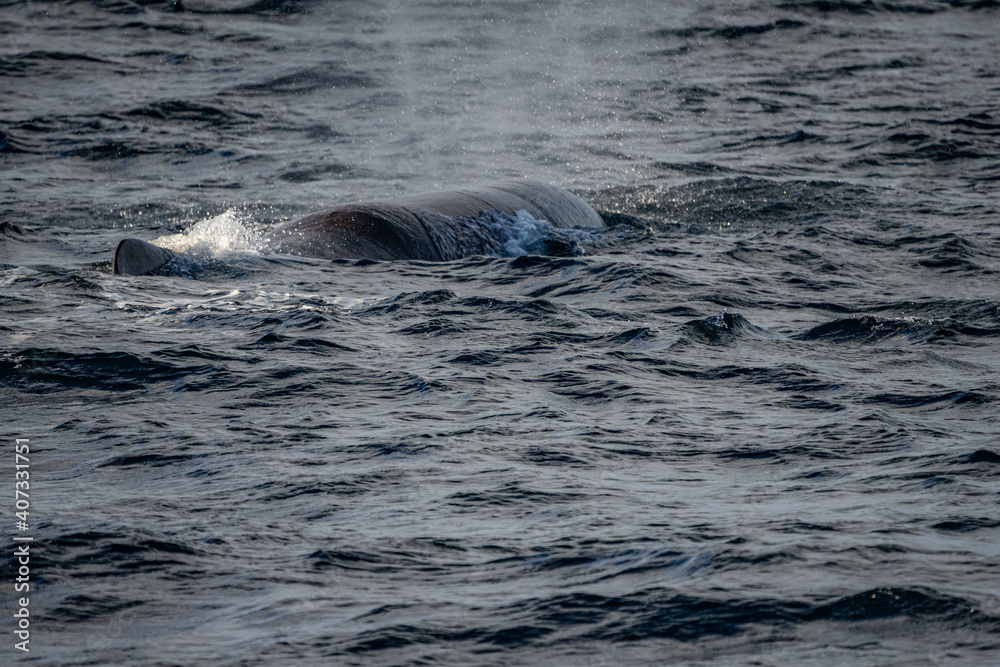 Fototapeta premium Blowing sperm whale before diving in north Norway