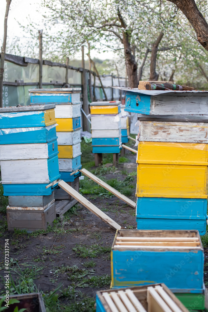Apiary in the flowering garden in spring. Modernization of flyers Entrance. Planks for lifting fallen bees Apiary in the flowering garden in spring. Modernization of flyers Entrance. Planks for lifting fallen bees