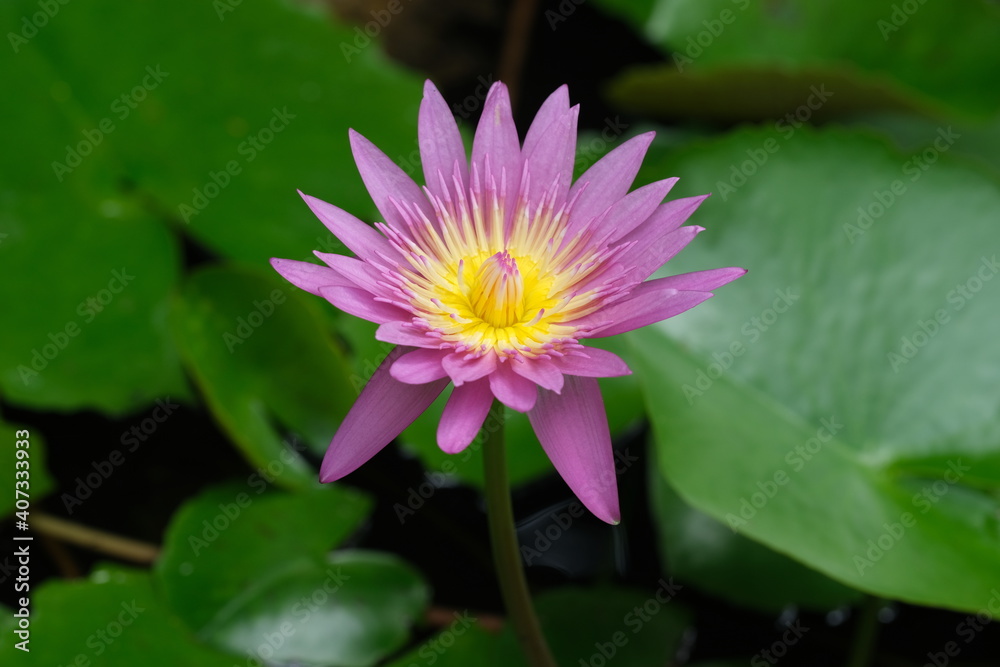 Indonesia Bali North Bali - Pink Water lily Indonesia Bali North Bali - Pink Water lily
