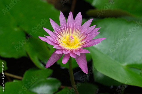 Indonesia Bali North Bali - Pink Water lily