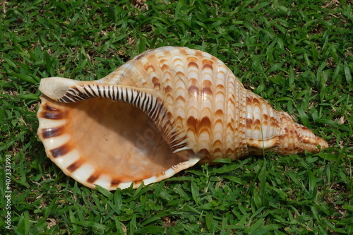 Indonesia Bali North Bali - Sea shell close-up