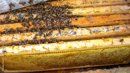 Bees in nest in open hive after wintering.