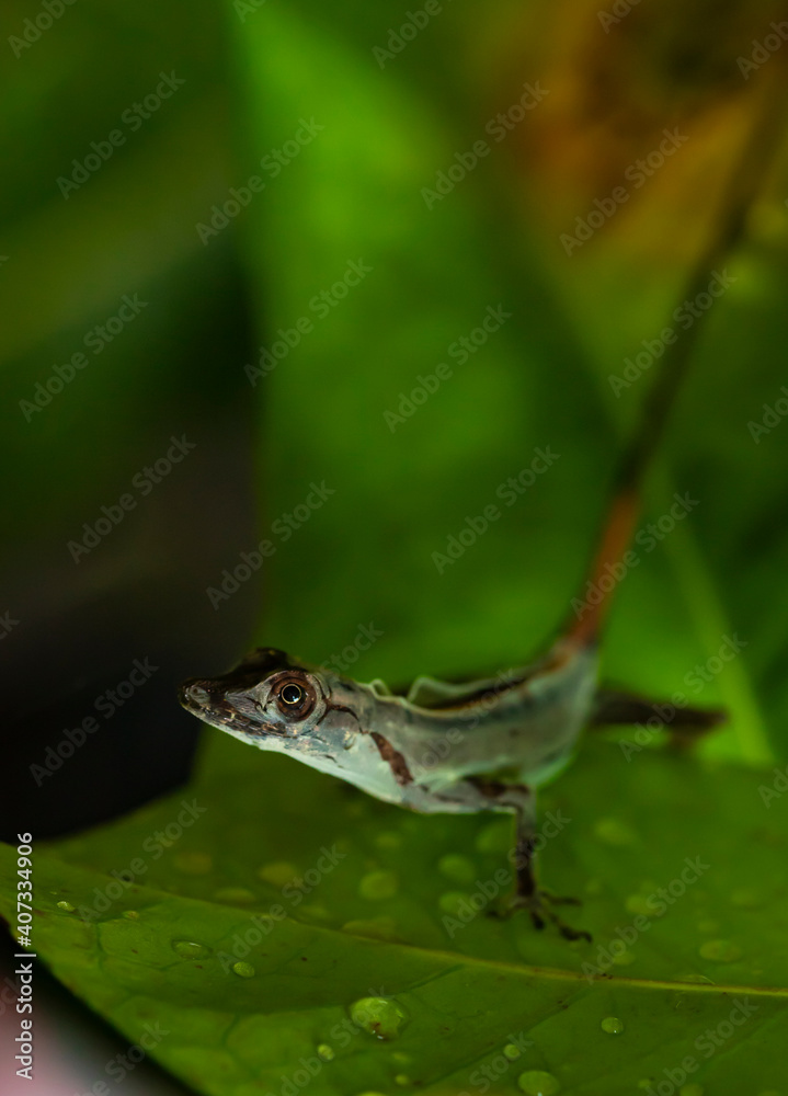 Obraz premium norops lizard iguanidae sits on a leaf and sheds its skin
