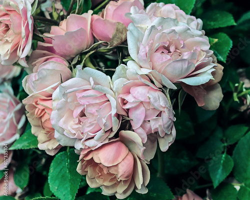 Fototapeta Naklejka Na Ścianę i Meble -  Pink rose bush blooming in the summer