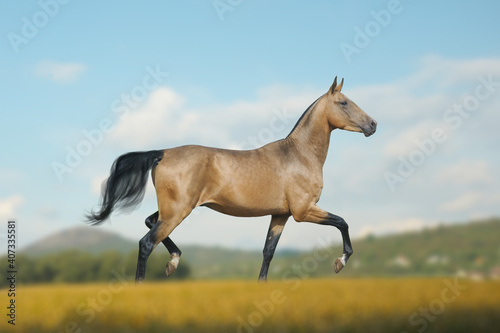 Beautiful buckskin horse in the field