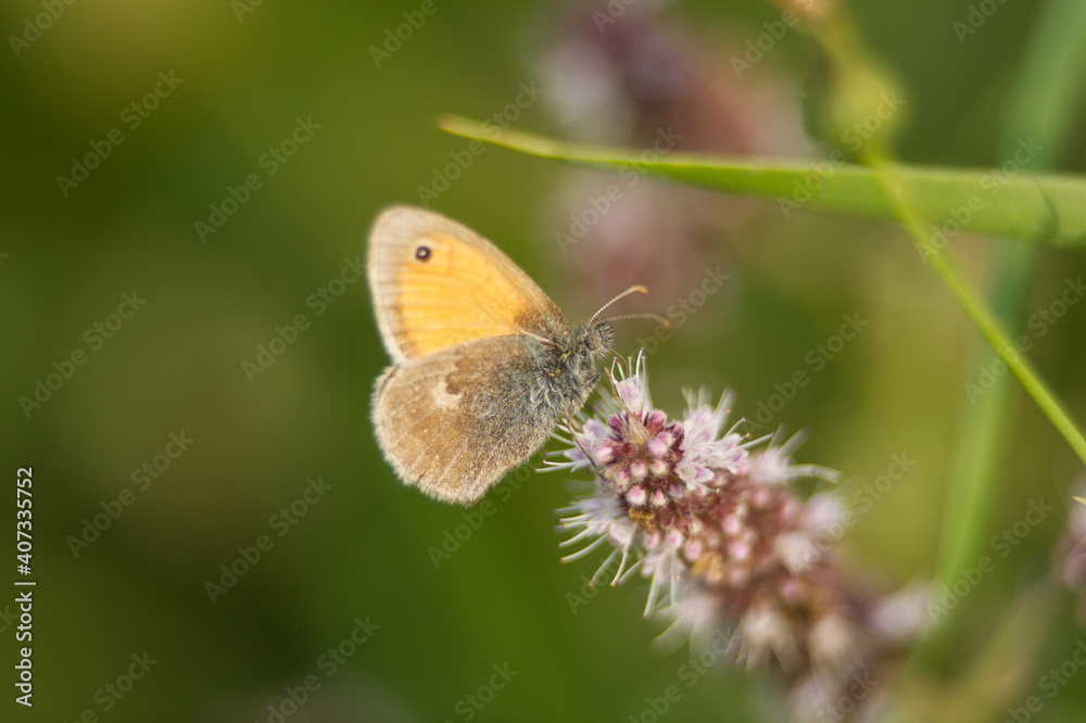 Schmetterling Kleines Wiesenvögelchen (Coenonympha pamphilus)