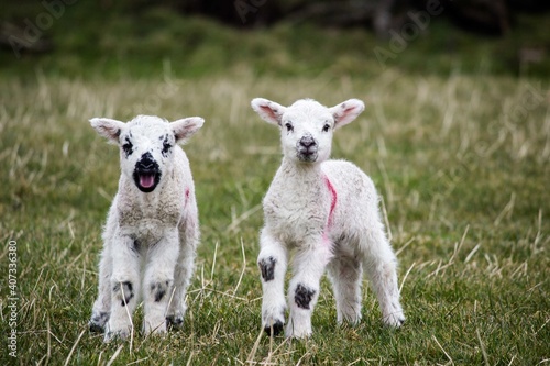 two lambs in field looking for mother sheep