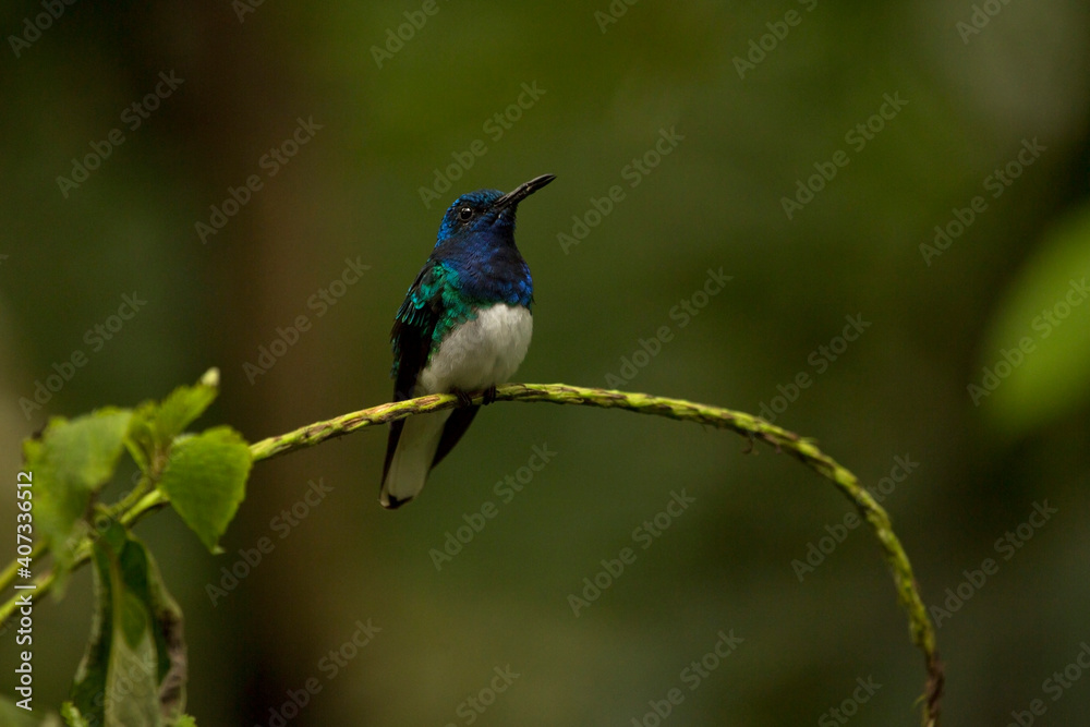 The white-necked jacobin (Florisuga mellivora), male.