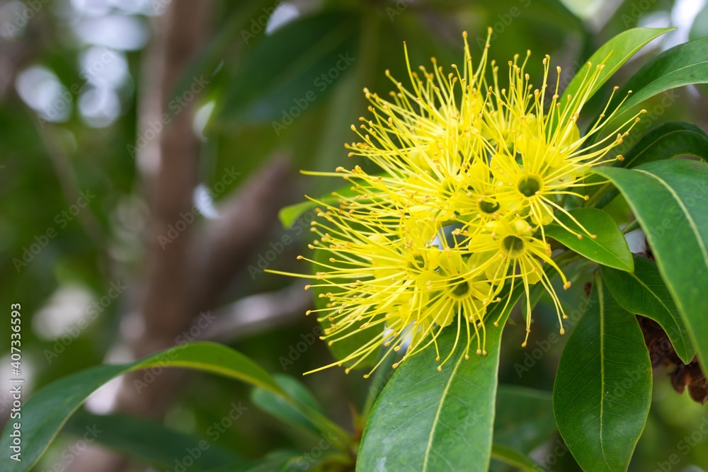 A close up shot of some beautiful Golden Penda flowers in natural light, Queensland, Australia. A close up shot of some beautiful Golden Penda flowers in natural light, Queensland, Australia.