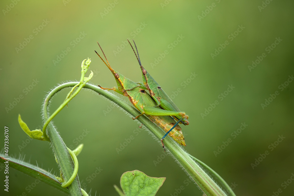 Fototapeta premium Grasshopper in nature