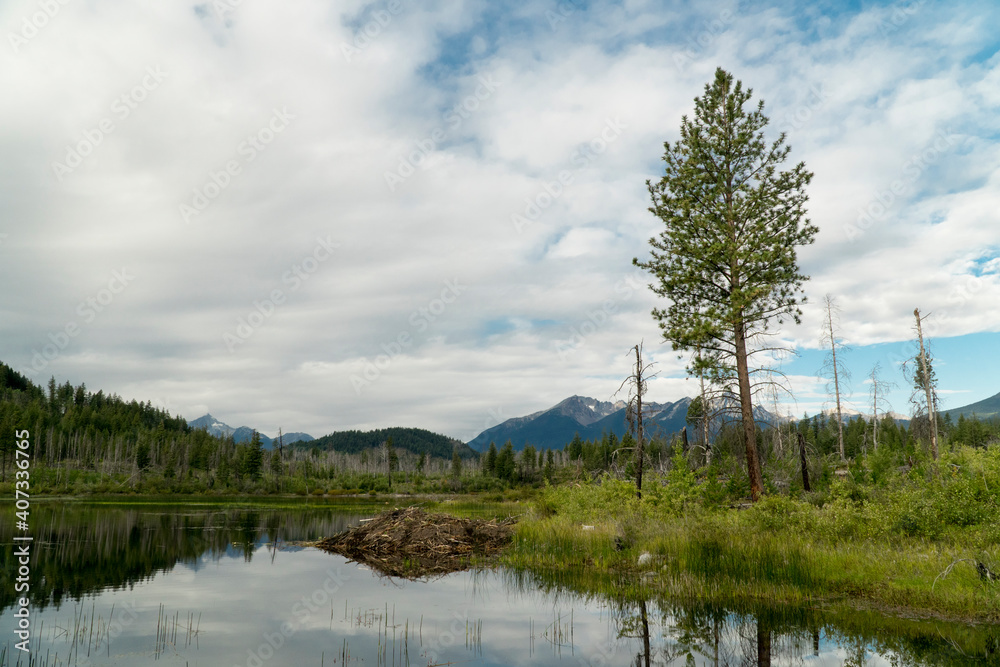 A beaver dam in a small pond in the mountains of BC.