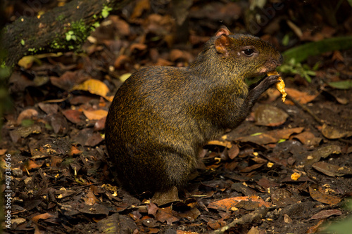 Tableau sur toile Red-rumped agouti, golden-rumped agouti, orange-rumped agouti, Brazilian agouti (Dasyprocta leporina)