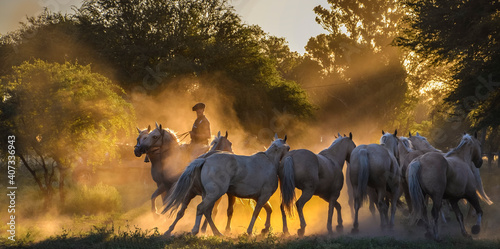 imágen cinematográfica de un grupo de caballos al contraluz trotando con brío en el ocaso de la tarde. photo