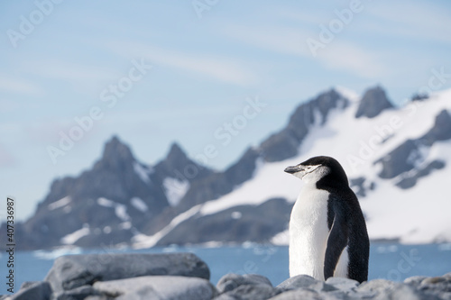 Chinstrap Penguin Antarctica