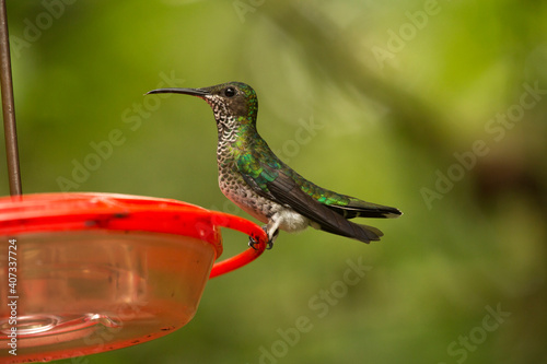 The white-necked jacobin (Florisuga mellivora), female.