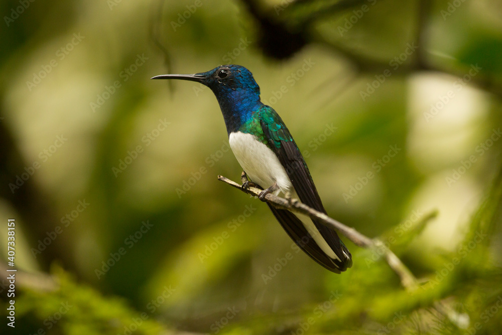 The white-necked jacobin (Florisuga mellivora), male.