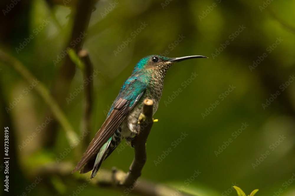 The white-necked jacobin (Florisuga mellivora), female. The white-necked jacobin (Florisuga mellivora), female.