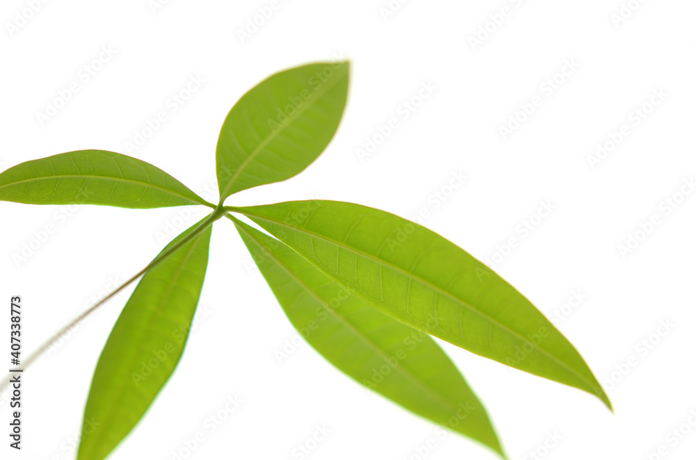 Fototapeta premium 素朴な葉っぱ（Rustic leaves）
