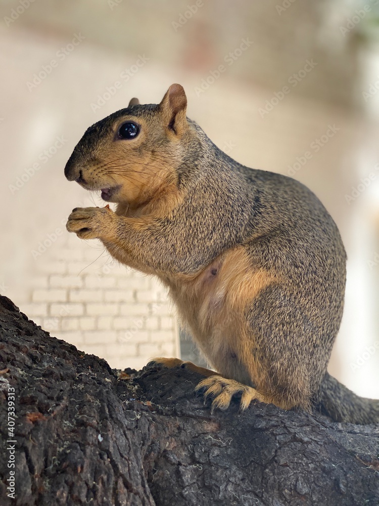 Fototapeta premium squirrel eating nut and standing on hind legs 