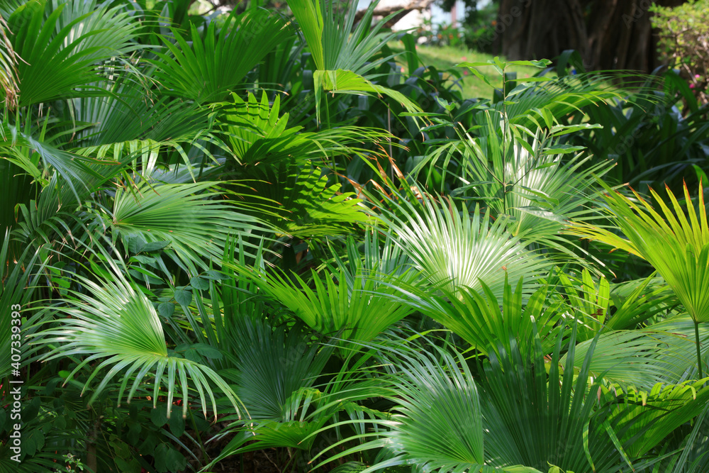 The lush growth of cattail in the park, Sanya City, South China The lush growth of cattail in the park, Sanya City, South China