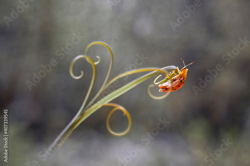 Tortoise beetle on Leaf Edge of 