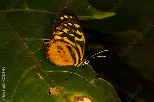 The Harmonia tiger-wing or Harmonia tiger (Tithorea harmonia). photo
