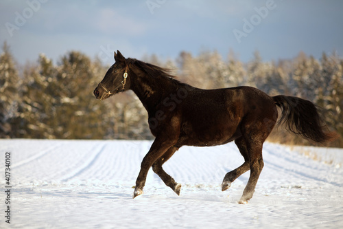 Schwarzes Pferd galoppiert frei im Schnee. Pferde im Winter rennen