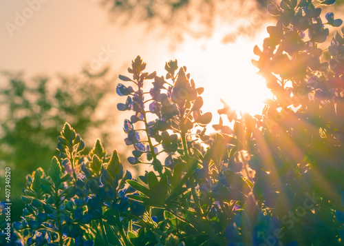 Dreamy Bluebonnet in San Antonio, Texas with starburst sunset behind. State flower of Texas. Macro lupine photo at UTSA campus with beautiful bokeh blurred background