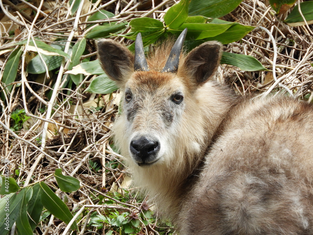 Fototapeta premium 二ホンカモシカ・4月・秋田市
