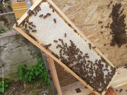 ramka w ulu z pszczołami