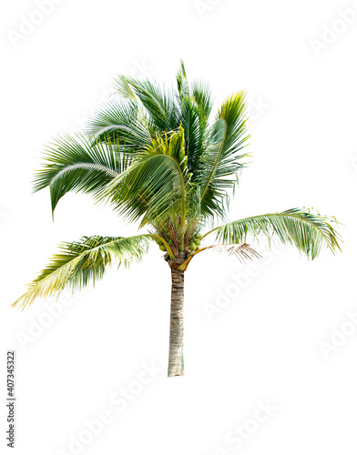 Palm tree or Coconut tree  a green leaf isolation for summer background  relax and vacation holiday summer concept 