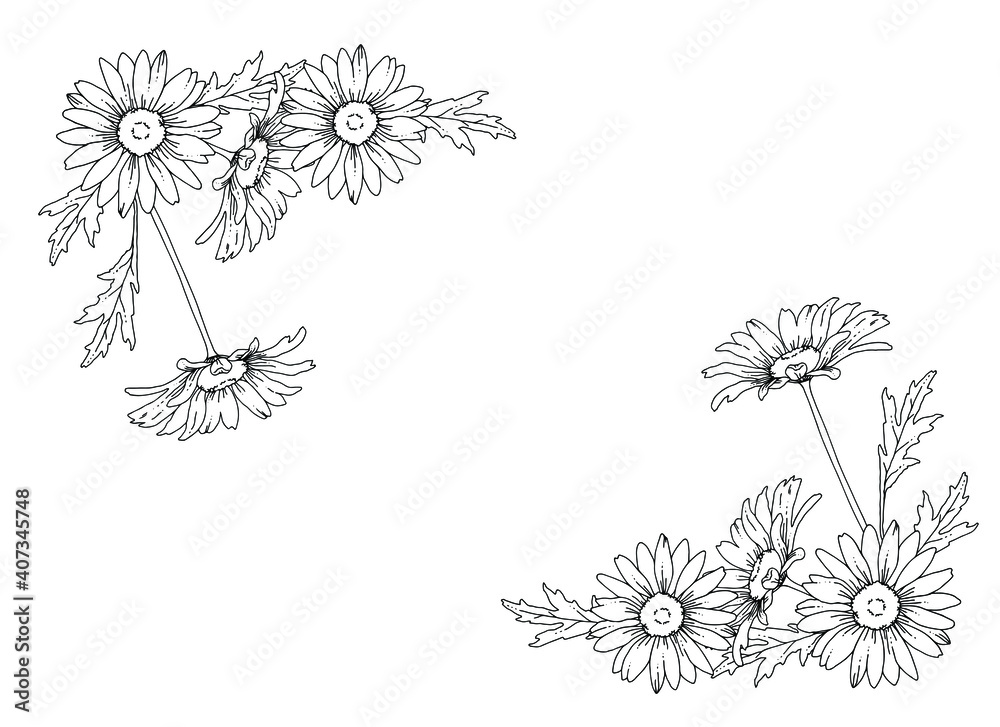 デイジーの手描き線画イラスト Stock Vector Adobe Stock