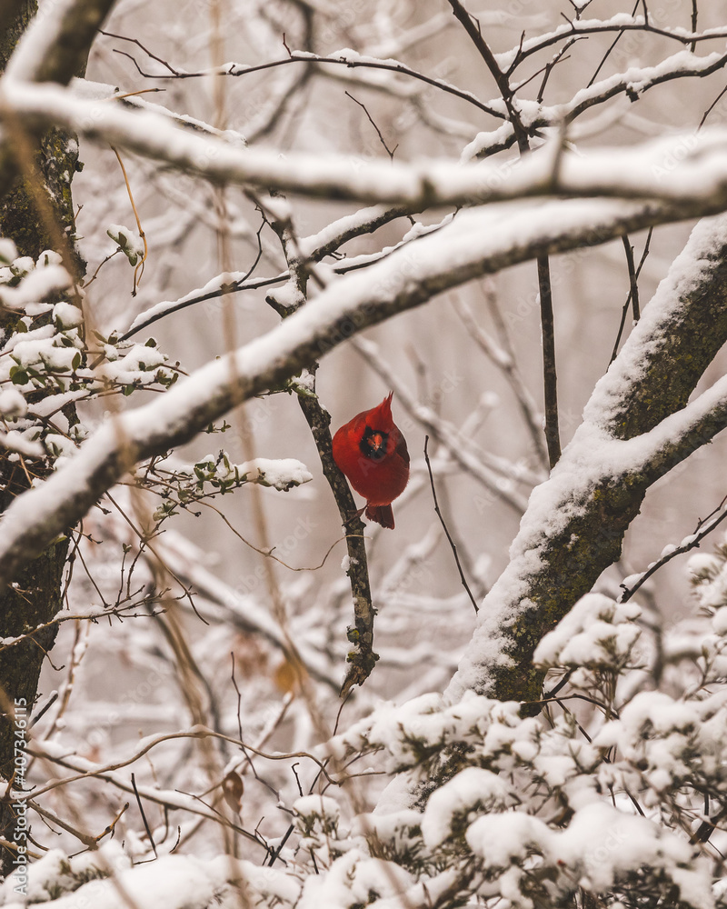 Cardinal perched on a snow covered branch on a winter day Cardinal perched on a snow covered branch on a winter day