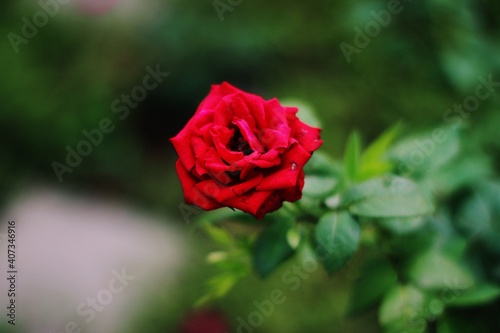 Red Rose with blur background