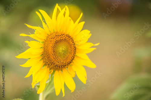 Fototapeta Naklejka Na Ścianę i Meble -  Beautiful Sunflower in the field  on background blurred