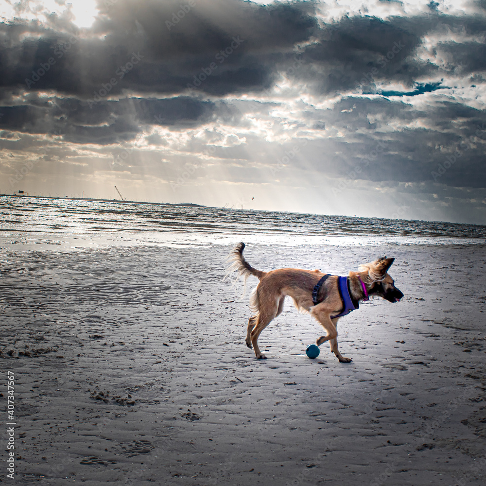 dog walking on the beach