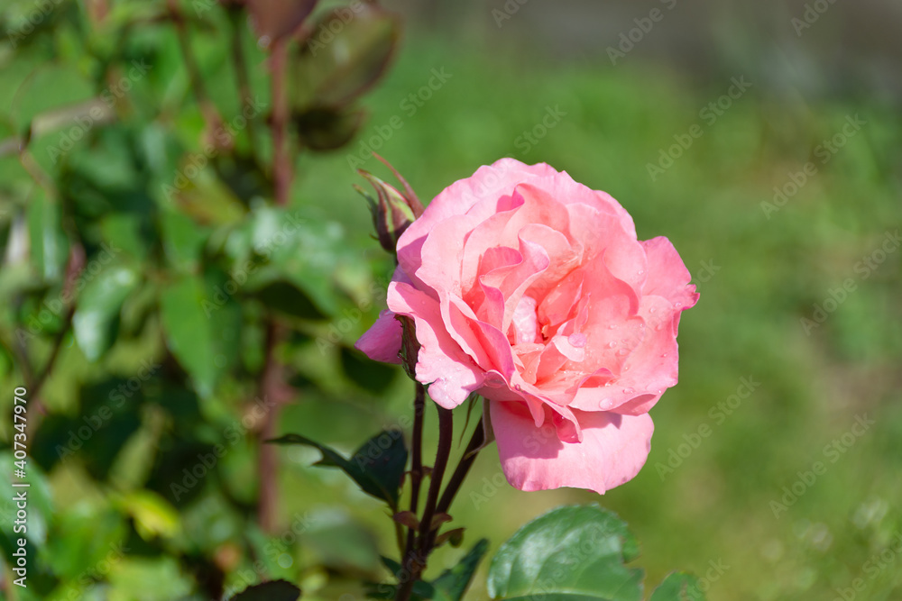 Flowers. A beautiful rose bloomed in the garden. 