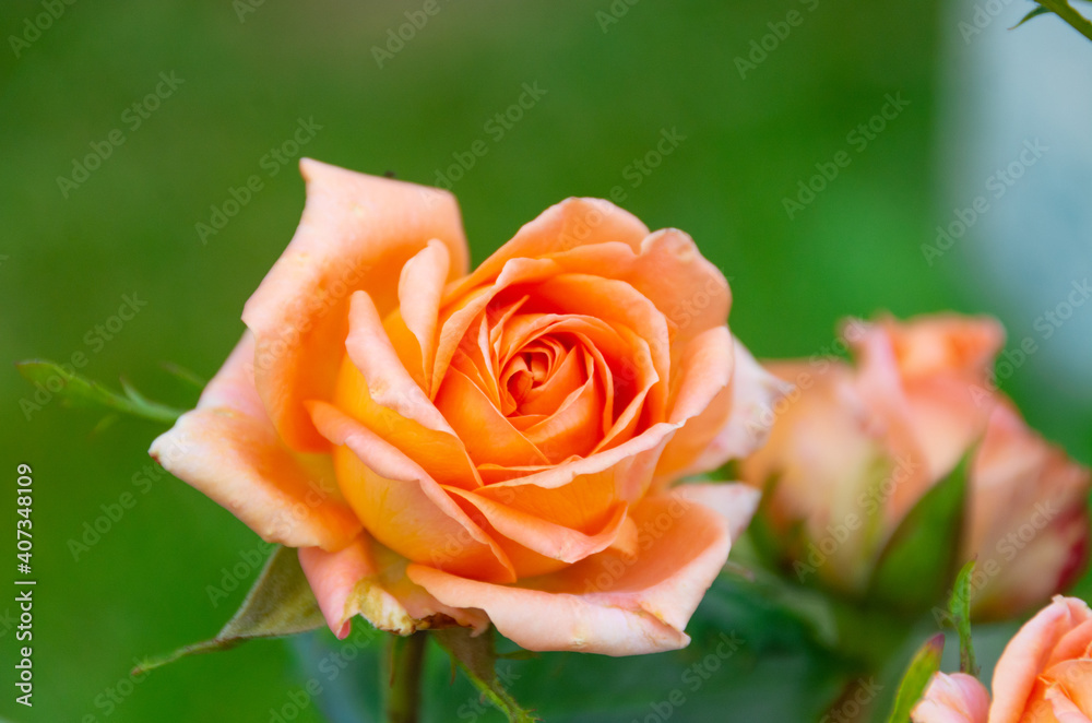 Flowers. A beautiful rose bloomed in the garden. Flowers. A beautiful rose bloomed in the garden.