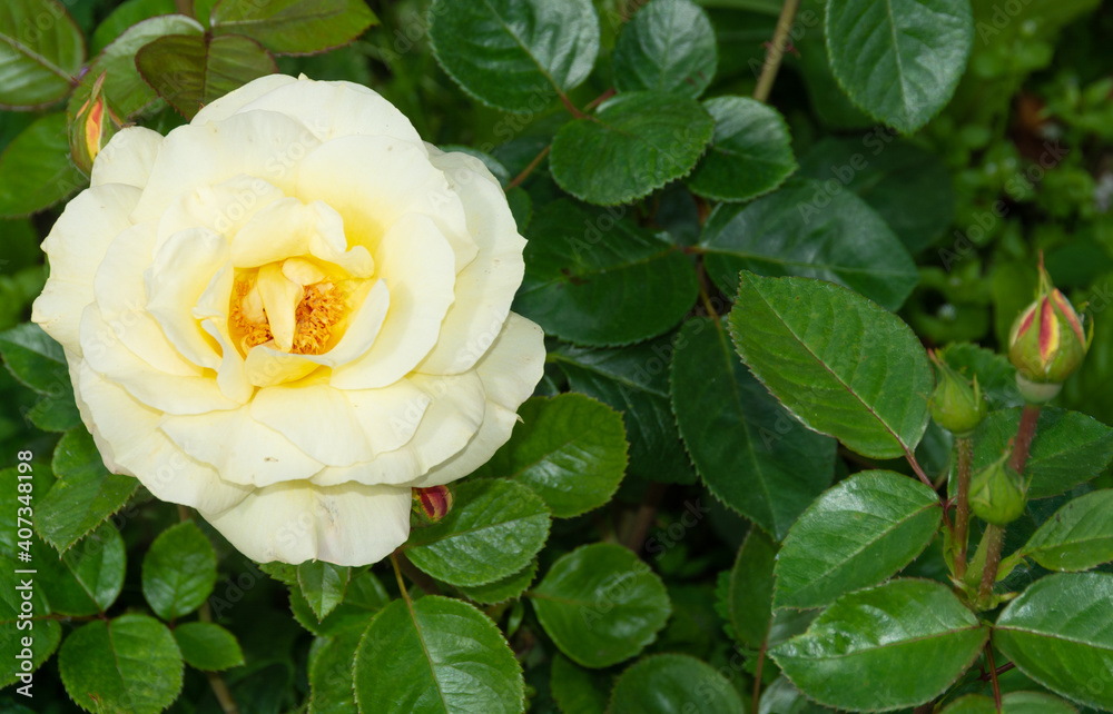 Flowers. A beautiful rose bloomed in the garden. Flowers. A beautiful rose bloomed in the garden.