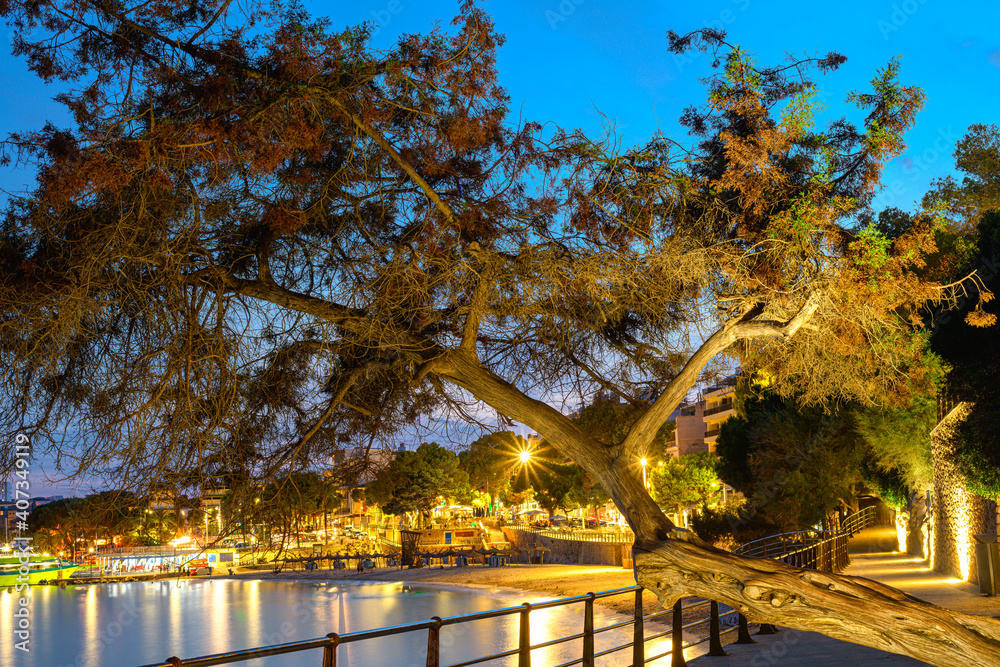 A tree in Porto Cristo bay at night on Mallorca island in Spain