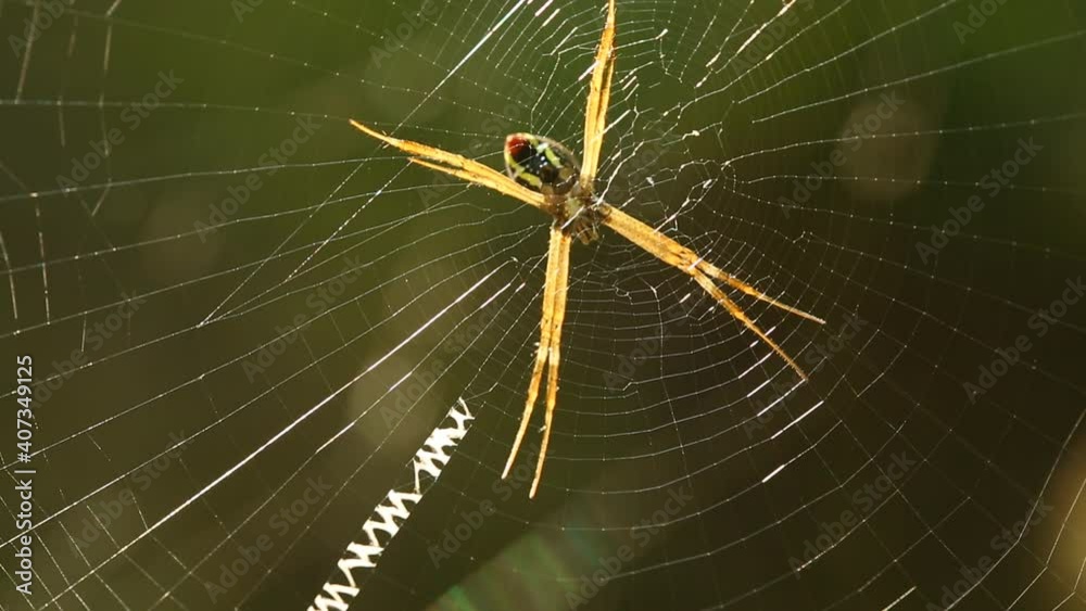 Spider holding on web in the morning , Chiangmai Thailand Spider holding on web in the morning , Chiangmai Thailand