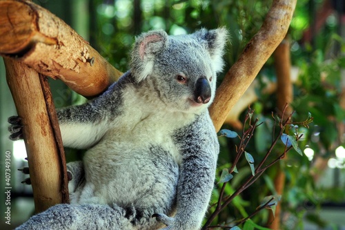 Photography koala bear in tree