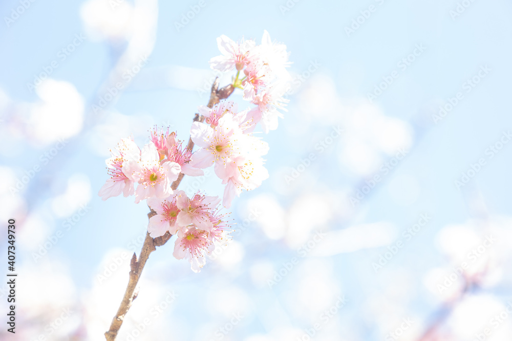 pink cherry blossom in spring pink cherry blossom in spring