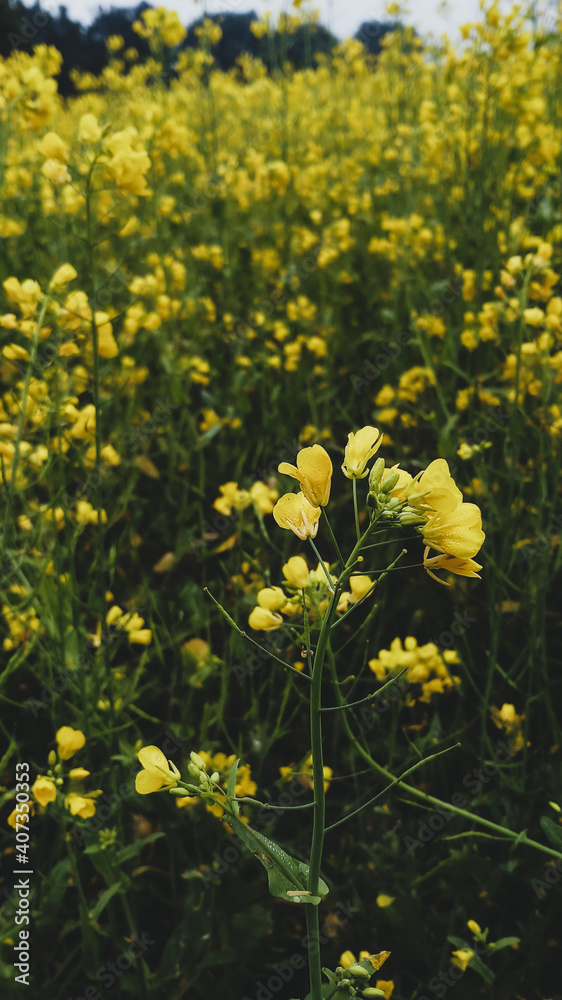 field of flowers field of flowers