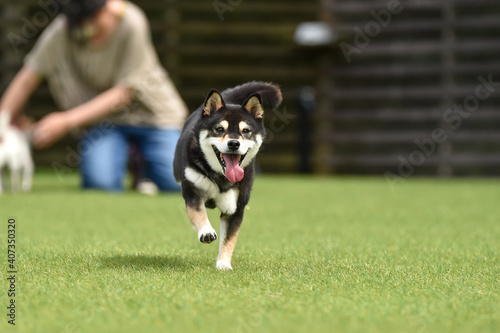 ドッグランで遊ぶ柴犬