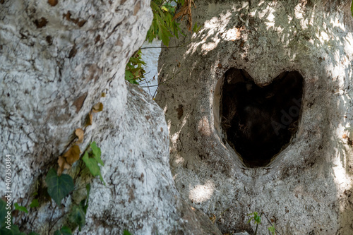 Valentines day and love concept: Focus on a natural background. On the right frame a tree trunk with a natural heart shaped black hole. Wooden texture at day light