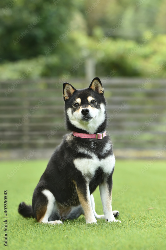ドッグランでおすましする柴犬 ドッグランでおすましする柴犬