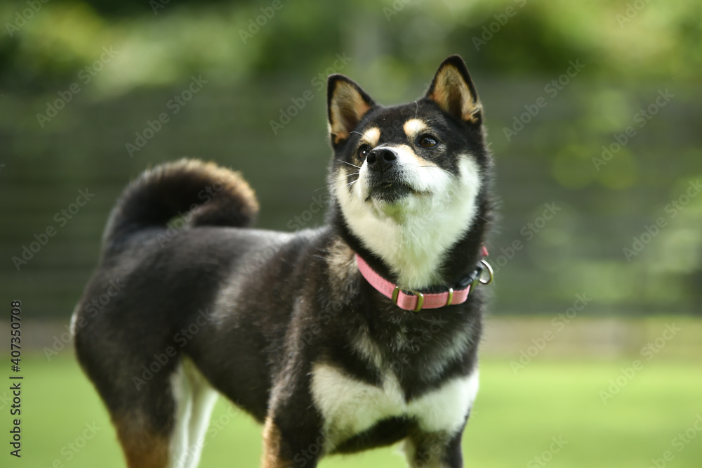 ドッグランでおすましする柴犬