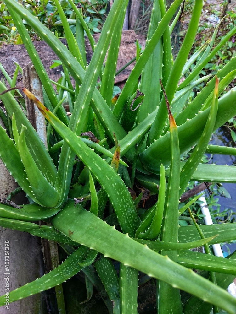 aloe vera plant aloe vera plant