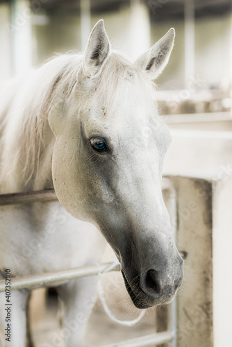 Horses in the Farm, Photo horse head shot portrait.